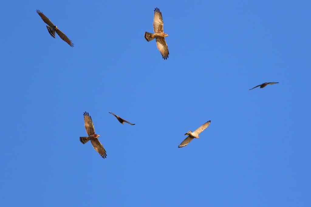 Gray-faced Buzzard Eagles  Source：Tri-Mountain National Scenic Area