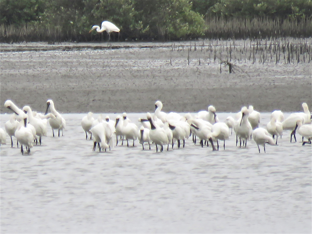 Black-faced Spoonbills at Qigu Dingshan  Year：2019  Source：Southwest Coast National Scenic Area Administration
