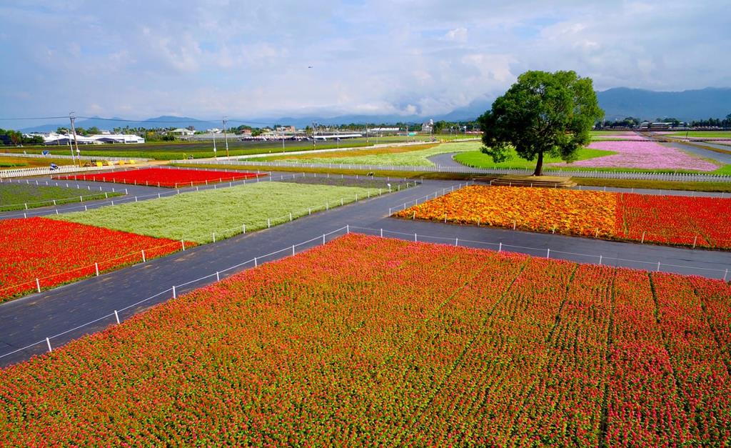 Sea of Flowers  Year：2018  Source：Taiwan Seed Improvement and Propagation Station,COA