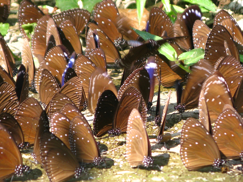 The Purple Crow Butterfly absorbs water from the ground, creating a “butterfly blanket”  Source：Maolin National Scenic Area