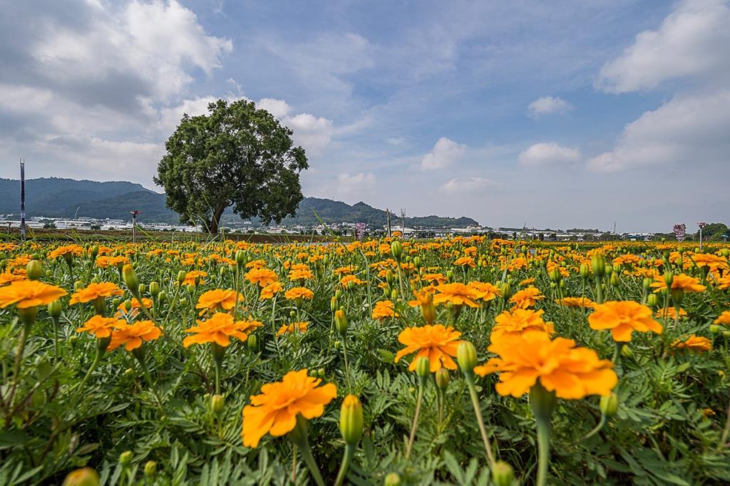 Xinshe Sea of Flowers  Year：2020  Source：Taichung City Government