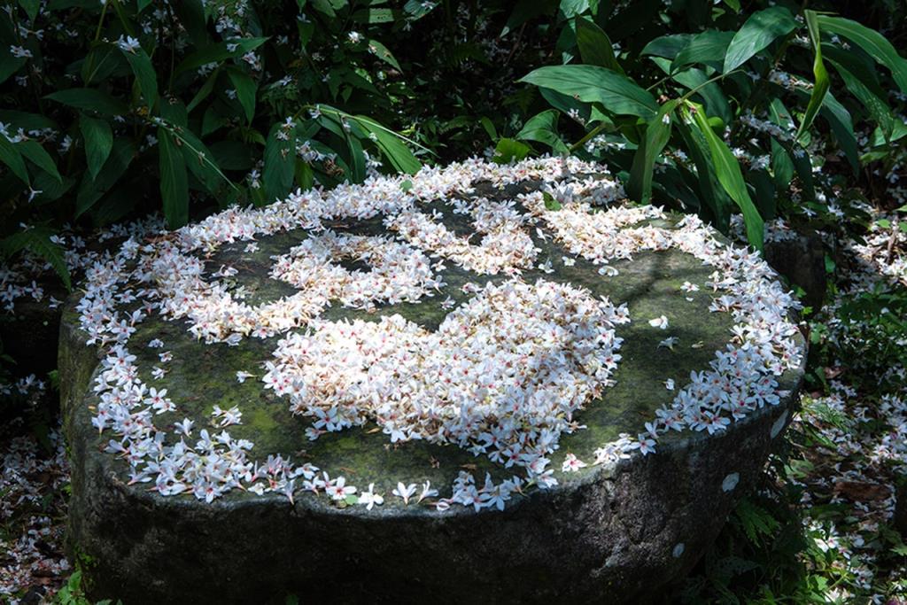 Tung Blossom Trail  Source：Hsinchu County Government