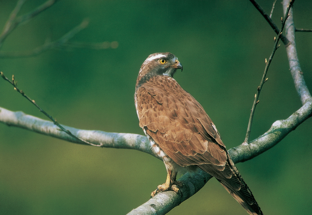 Baguashan Gray-faced Buzzards  Year：2023  Source：Tri-Mountain National Scenic Area