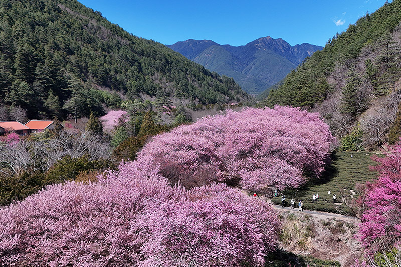 Appreciate cherry blossoms on Wuling Farm
