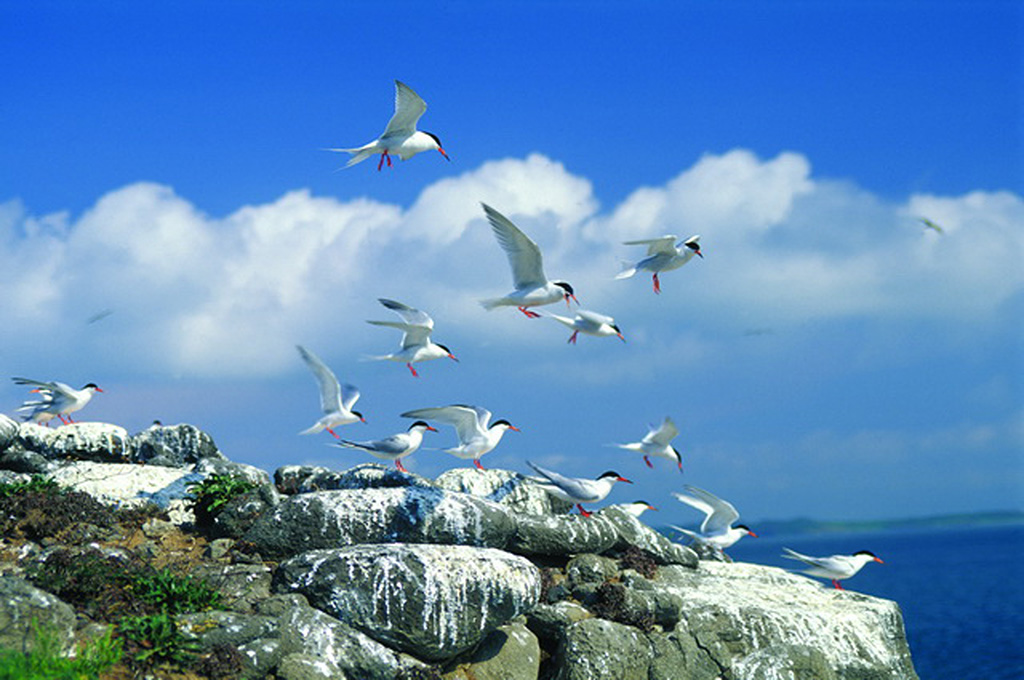 Matsu Tern Watching