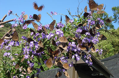 Biennial Butterfly Beauty Festival
