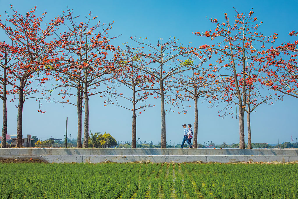 Linchupi Kapok Tree Road in Baihe Township Linchupi Kapok Tree Road in Baihe Township