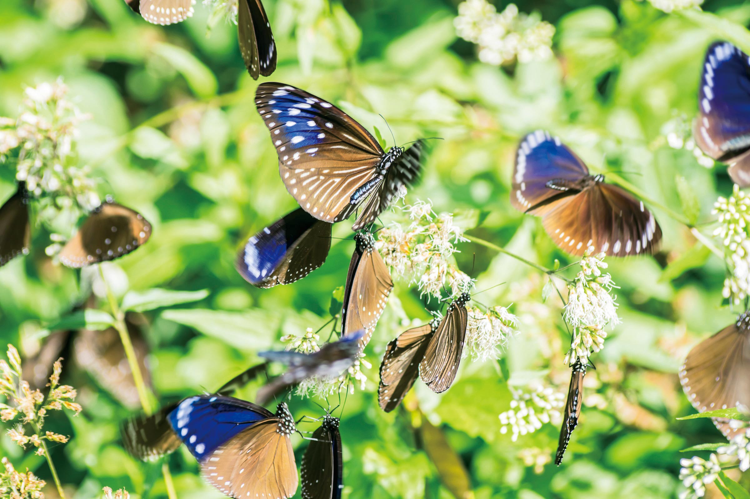 Purple Crow Butterflies