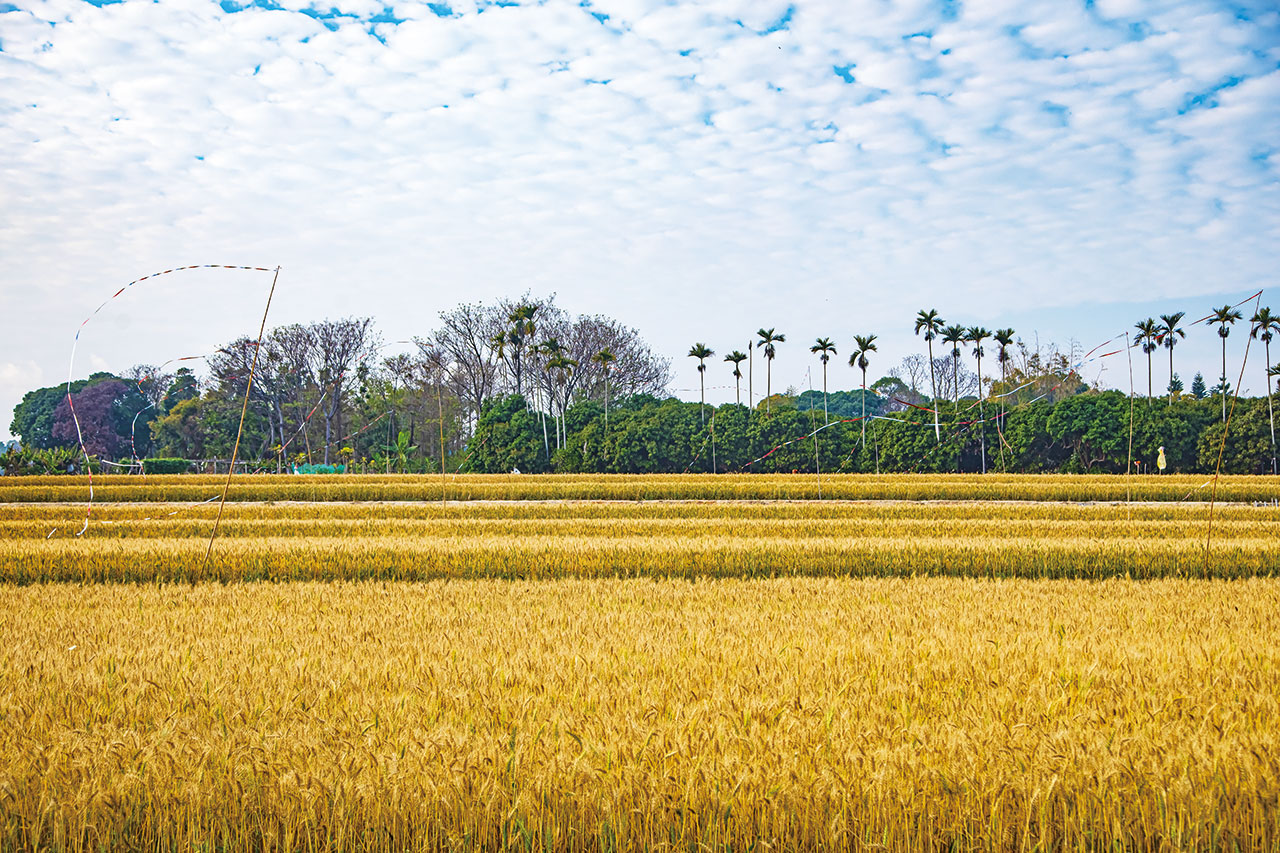 Daya Wheat Fields