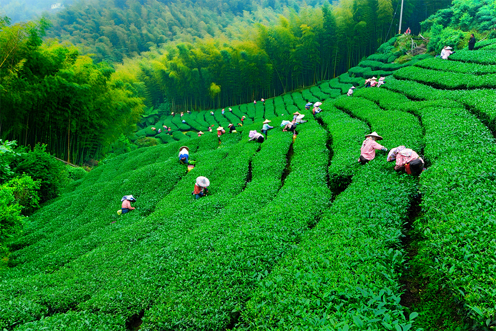  Alishan Tea Field