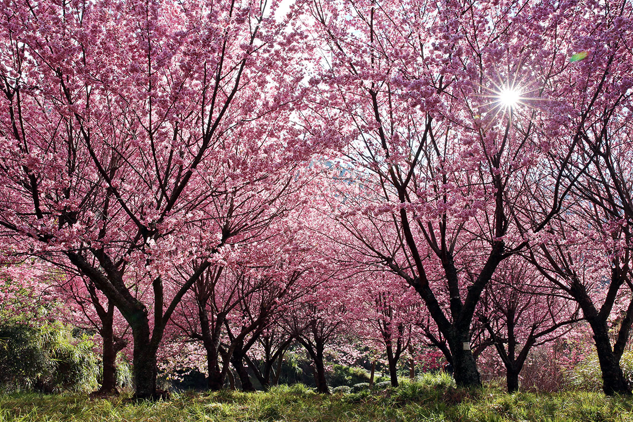 Cherry Blossom Forest