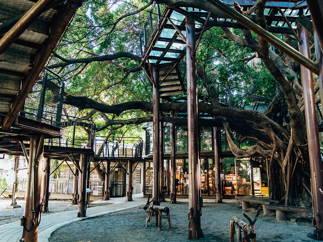 Old banyan tree